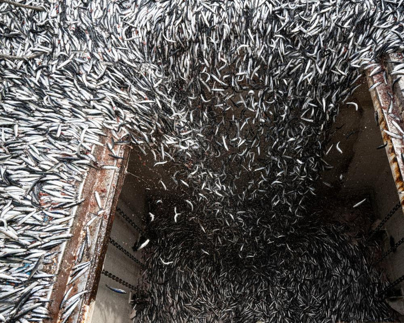 Super El Niño Devastates Peru's Anchoveta Fishing Industry