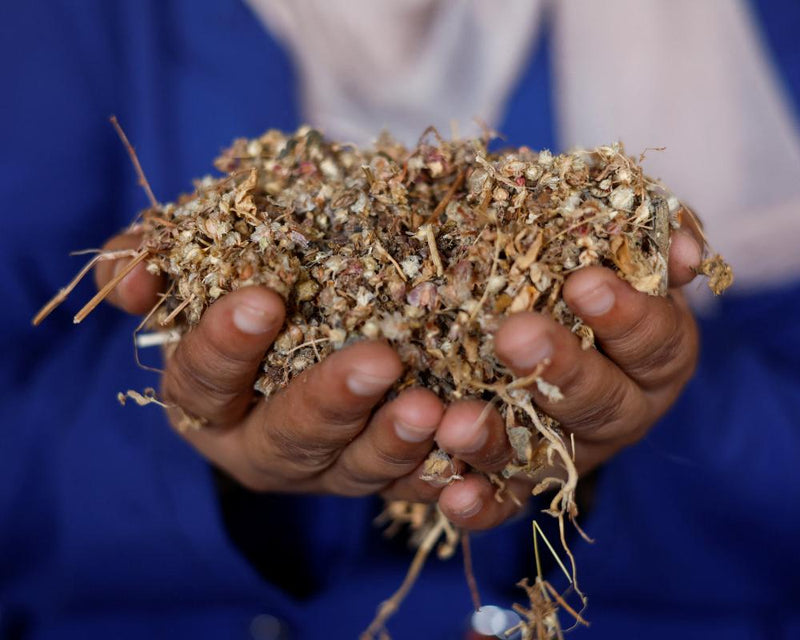 Gaza Farming Project Offers Hope with Local Seed Bank