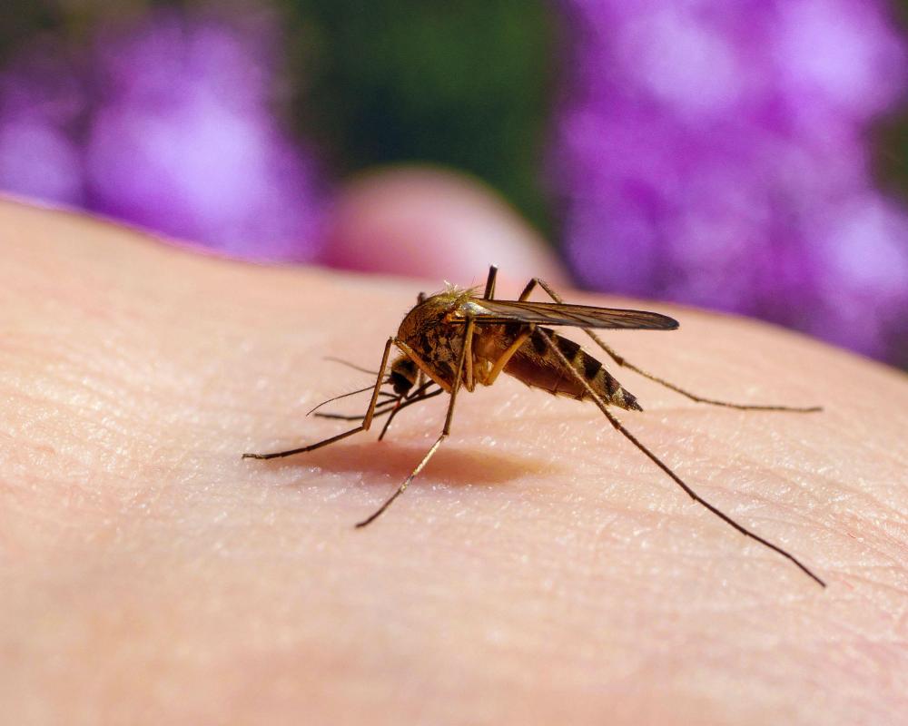 Mosquito Bite Survival Guide: Stop Summer Insect Bites