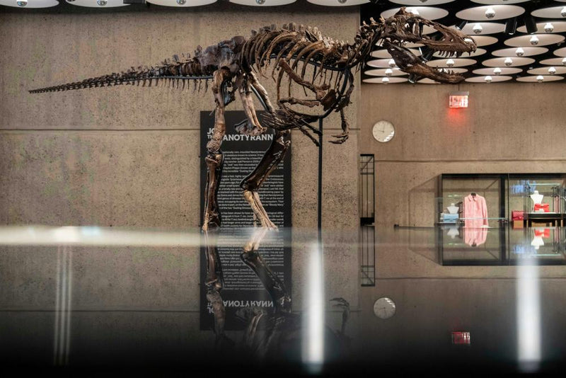 Rare Nanotyrannus Skeleton Sells for $47.3M at Auction