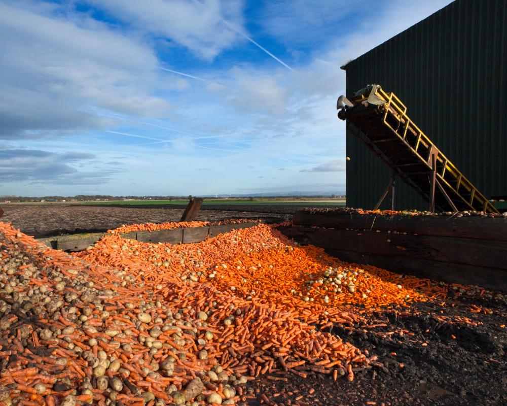 Two-Tier Food System: How Poverty and Food Waste Intersect
