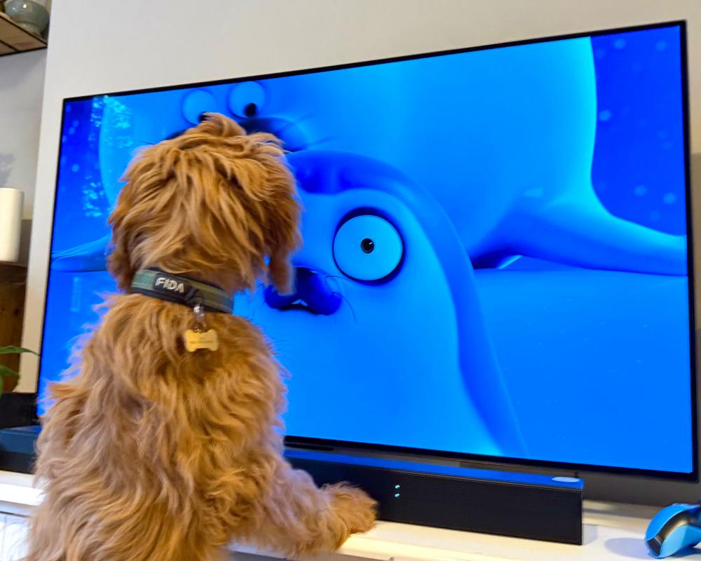 Netflix Sealook Cartoon: The Pet TV Obsession Taking