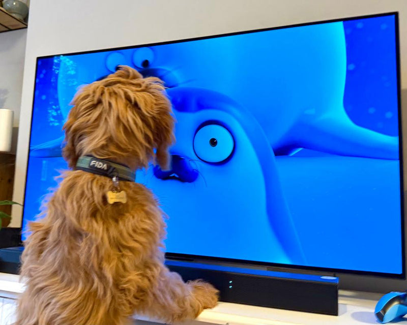 Netflix Sealook Cartoon: The Pet TV Obsession Taking