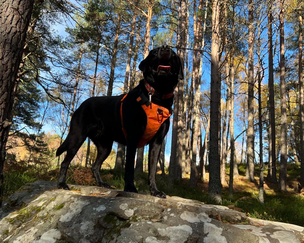 Search and Rescue Dog Poppy: The Clever Labrador Saving Lives
