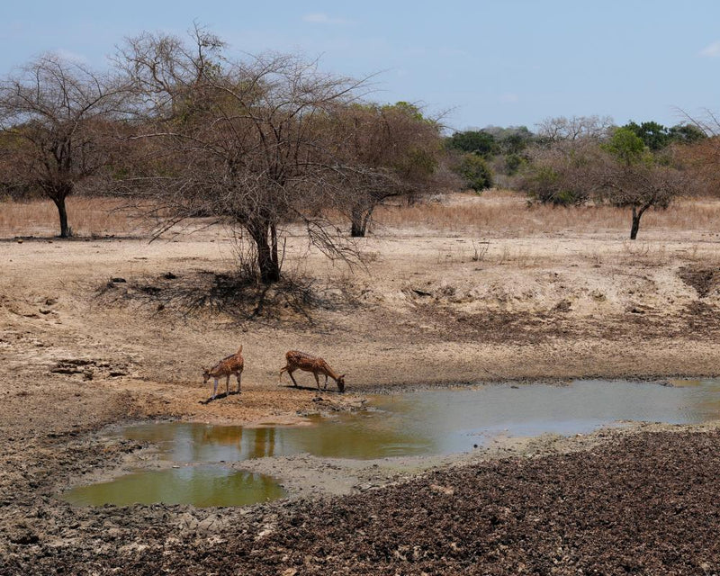 IPCC Report Delay: Pressure Mounts on AR7 Climate Publication
