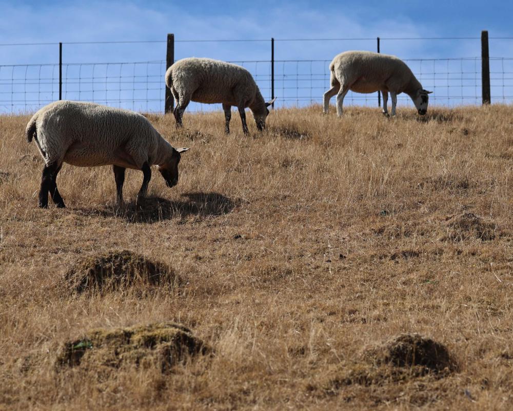 Farm Animal Welfare in UK Heatwaves: A Critical Look