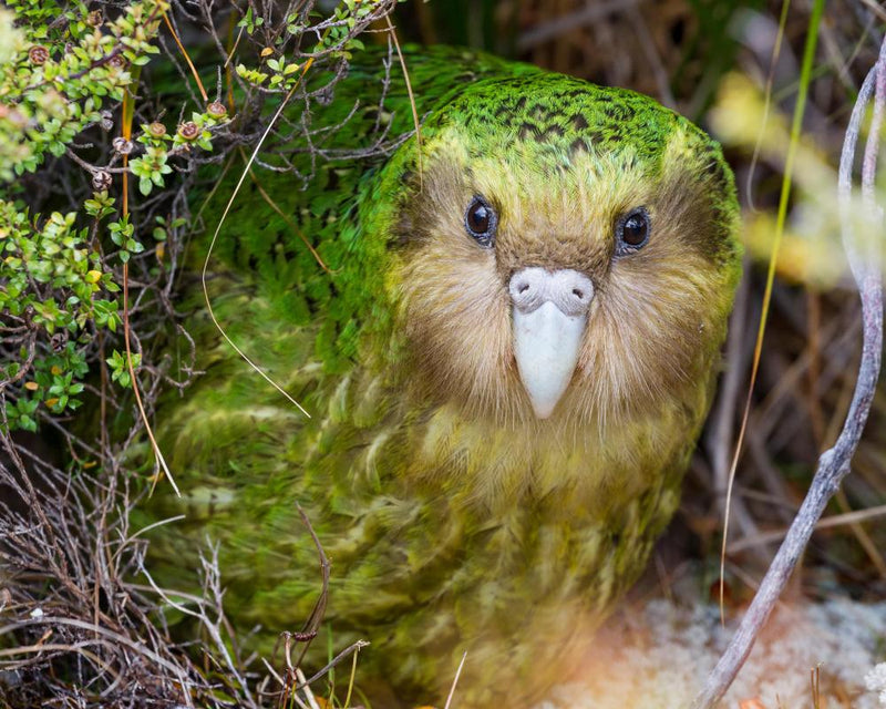 Can Hope Save the Planet? How Conservation Success Stories Can Inspire