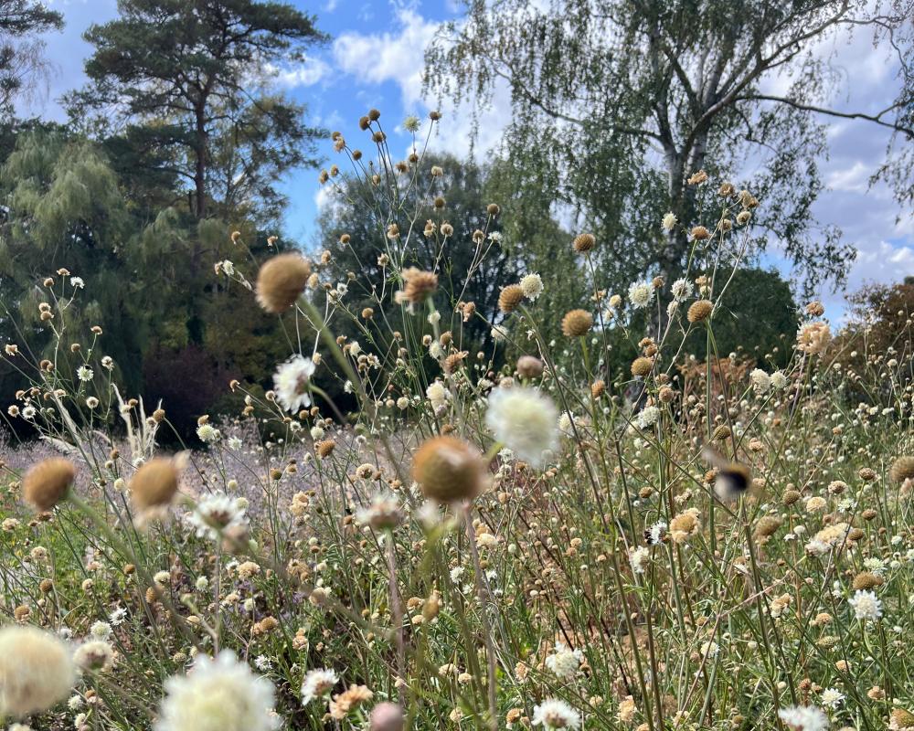 Drought-Tolerant Plants and Grey Water for UK Gardens
