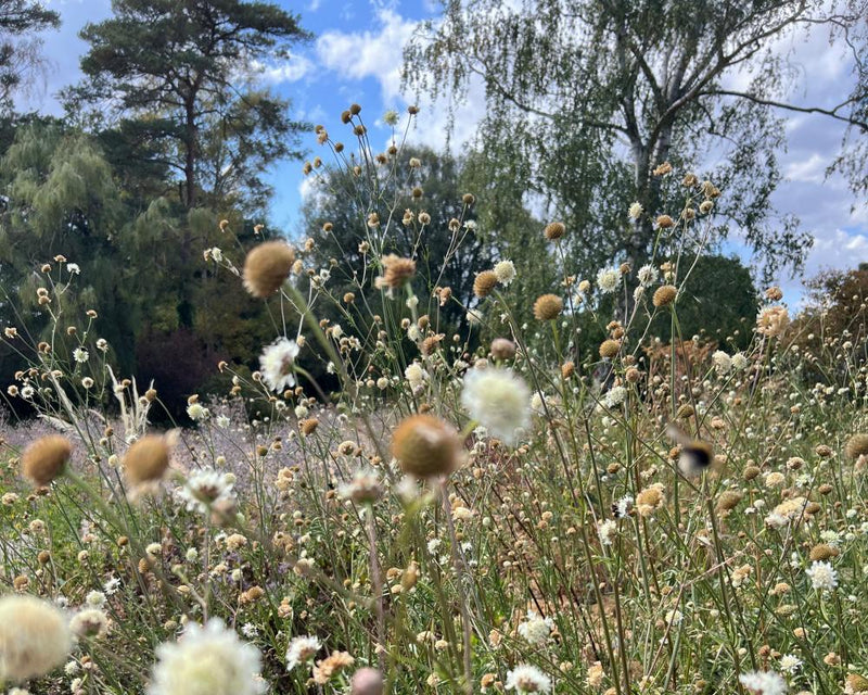 Drought-Tolerant Plants and Grey Water for UK Gardens