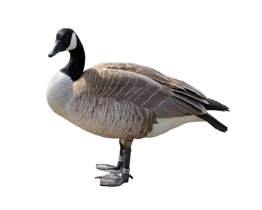 Thursday News Quiz: Elections, Budget, and a Chaotic Goose
