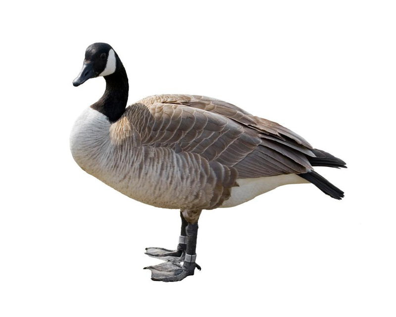 Thursday News Quiz: Elections, Budget, and a Chaotic Goose