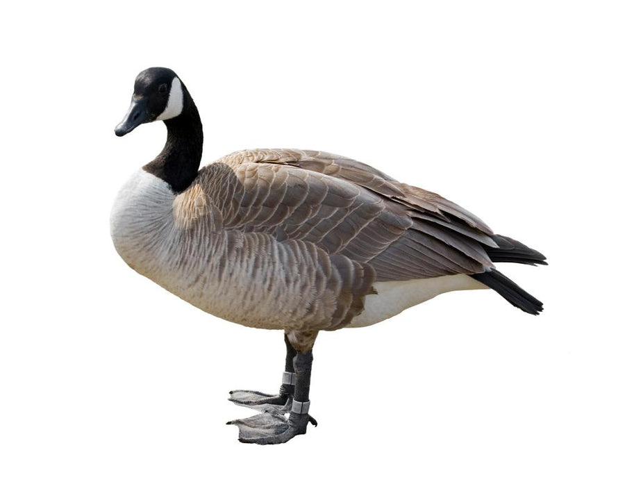 Thursday News Quiz: Elections, Budget, and a Chaotic Goose
