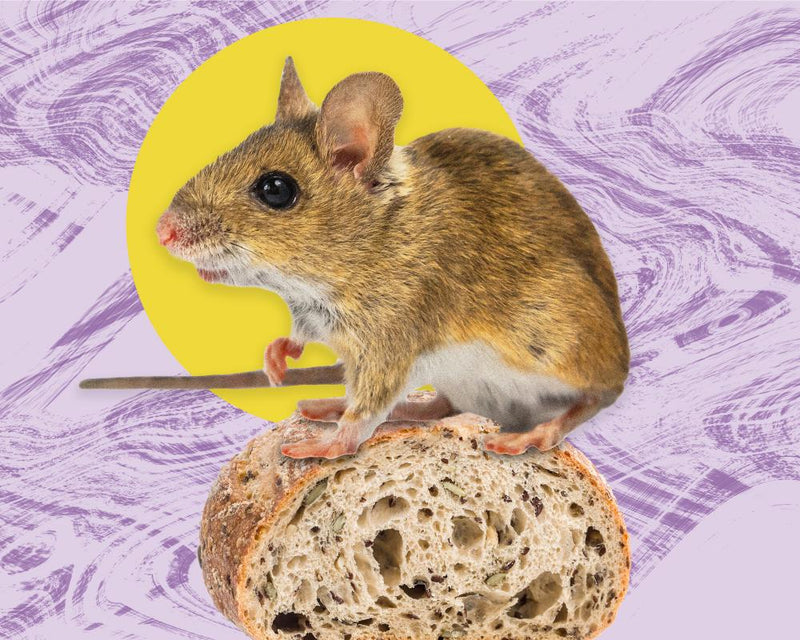 Pest Control Nightmare: How to Handle a Mouse Infestation