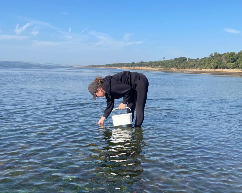 Seagrass Restoration: Why Collecting Eelgrass Seeds Matters