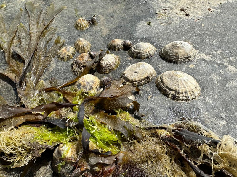 Pity the Poor Limpets: Why Summer Holidays Shouldn't Mean
