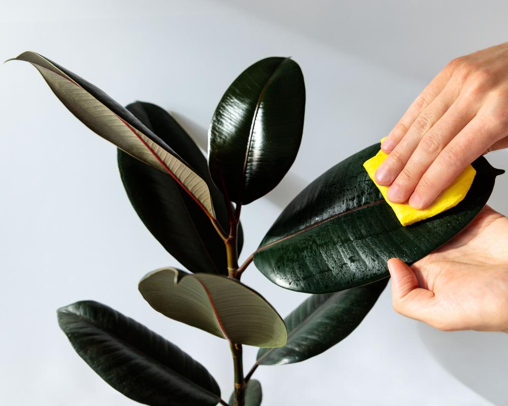 Do Plant Care Kits Actually Work? Houseplant Hacks Tested