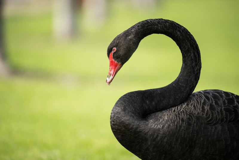 Bird Flu Crisis Threatens Western Australia's Black Swans