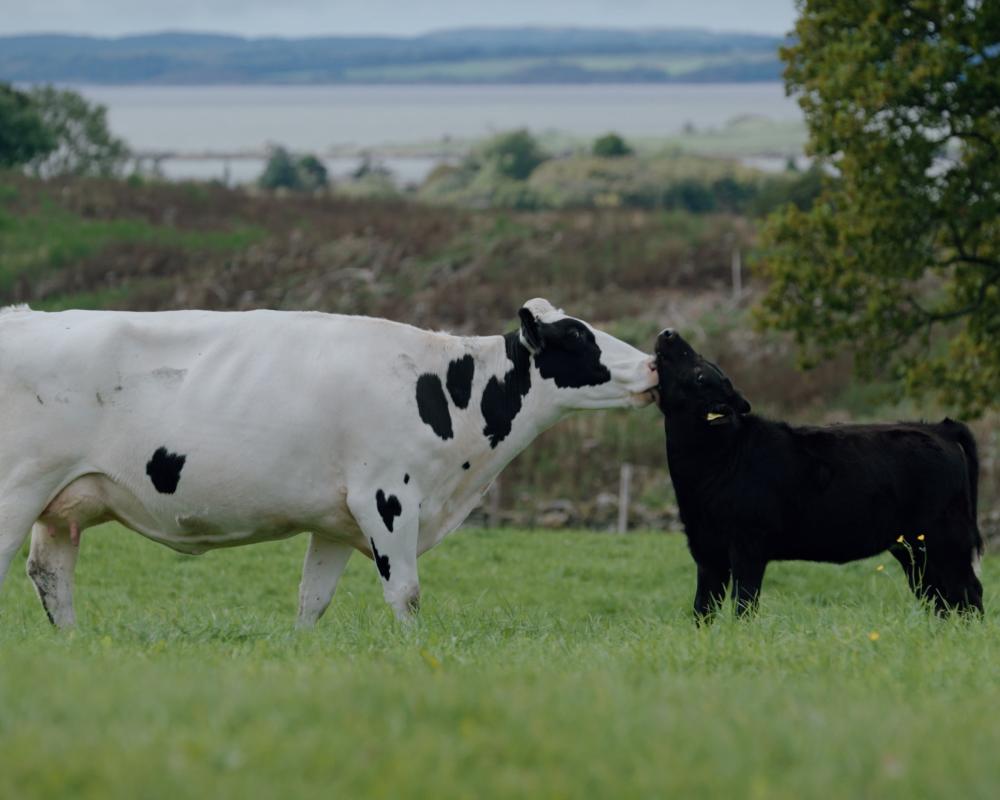 A Dairy Story Review: Progressive Cow-and-Calf Farming Benefits