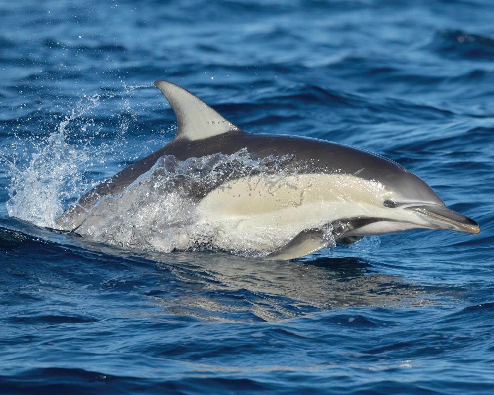 Bird Flu Kills Dolphin in South Australia as Researchers Evacuated
