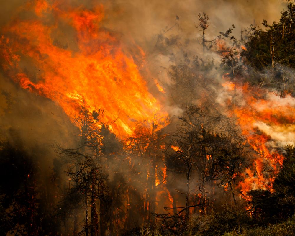 US Firefighter Shortage: Government Failures Amid Wildfire Crisis