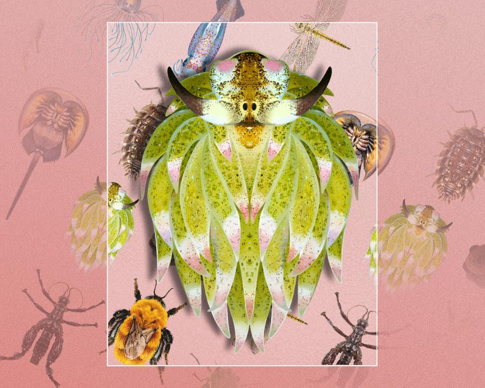 Invertebrate of the Year 2026 Winner: Leaf Sheep Sea Slug
