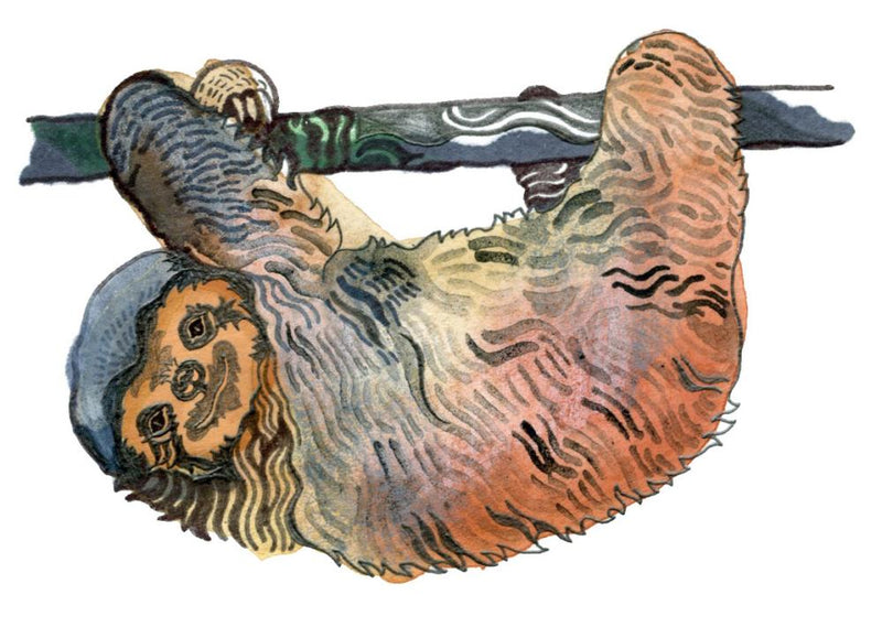 Kids Quiz: Why Sloths Hang Upside Down and What Is Time?
