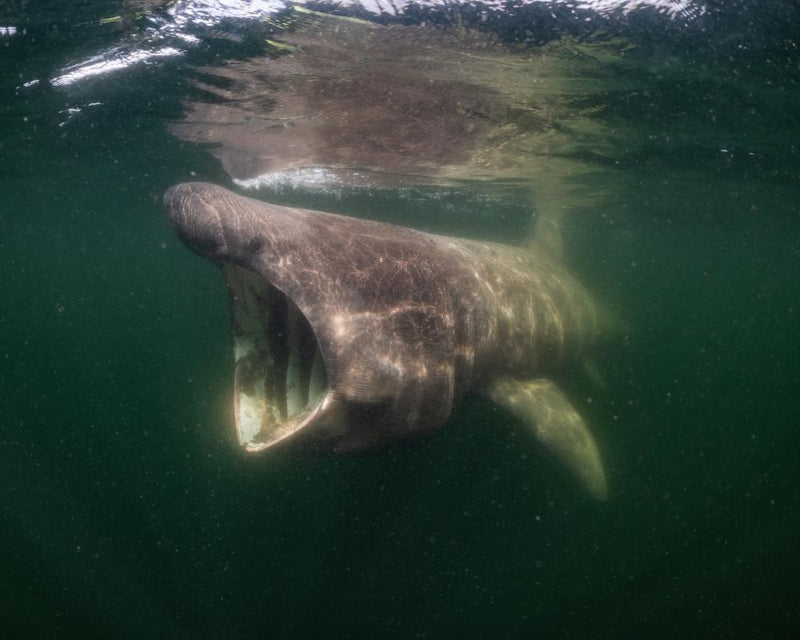 North Sea Nature Untamed: Cinematographer Peter van Rodijnen Reveals