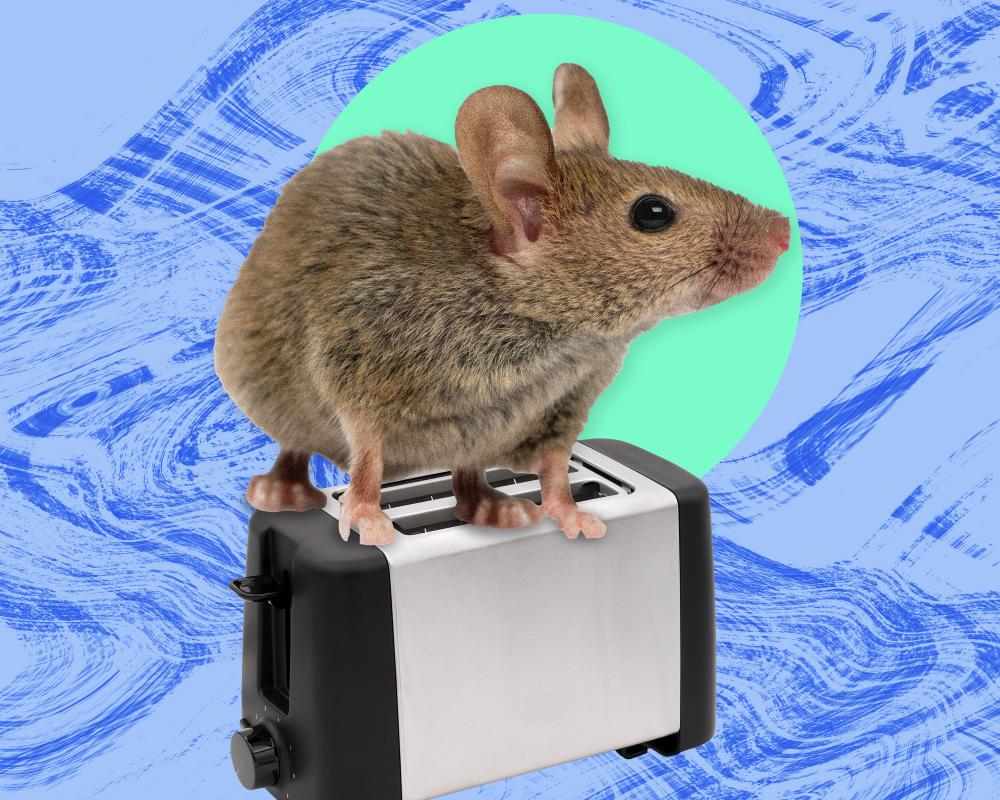 The Pest I'll Never Forget: A Mouse in My Toaster Story