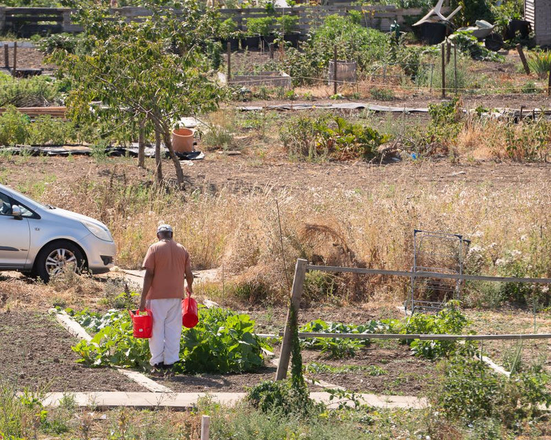 How UK Heatwaves Are Affecting Watermelon Growers in Bristol