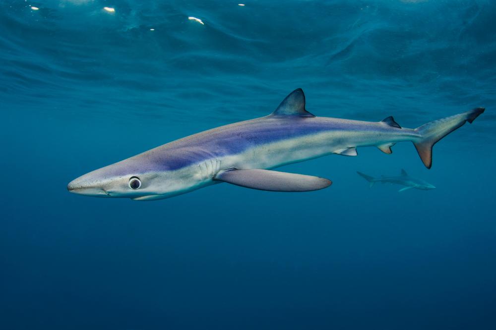 UK Shark Project Reveals Britain's Hidden Marine Predators