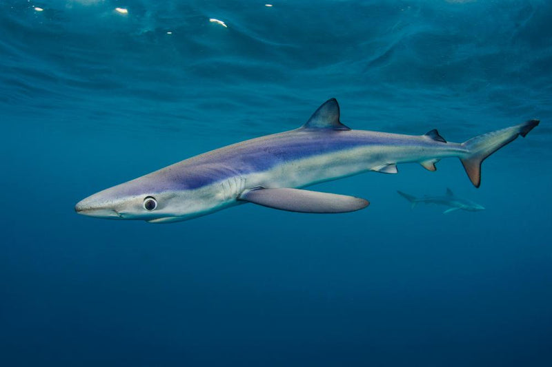 UK Shark Project Reveals Britain's Hidden Marine Predators