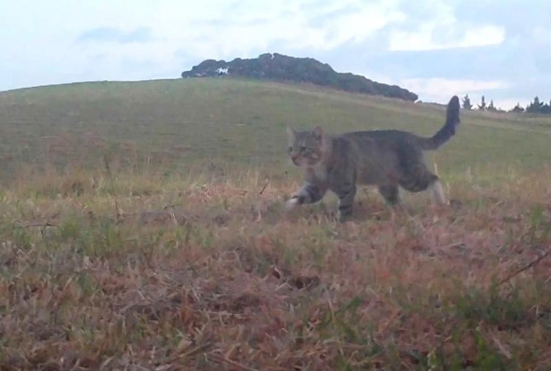 Feral Cat Nine Lives Caught After Killing Rare Ducks in New