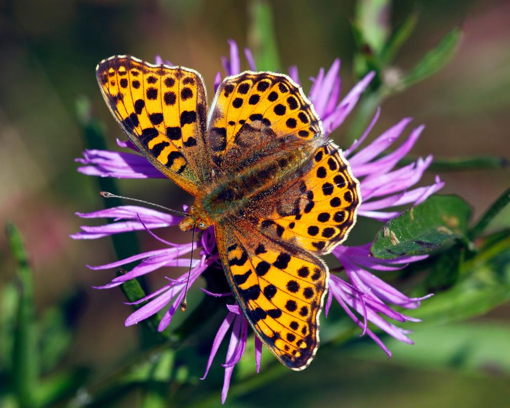 Queen of Spain Butterfly Invades Britain: Will It Become Native