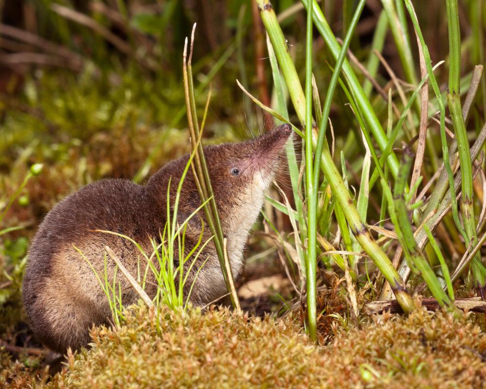 Shrews Grow Bigger Snouts in Winter to Survive Cold Air