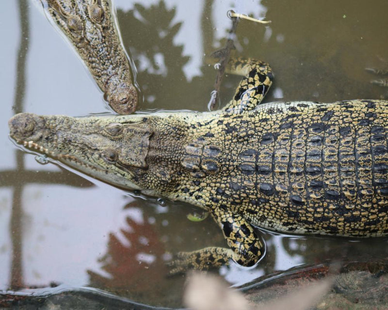 English Zoo Safety: Time for a Major Rethink After Tragic Incidents