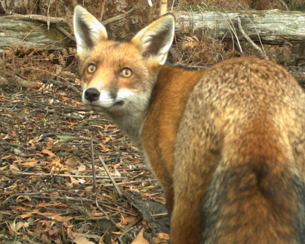 Australia's Fox Plan to Save Threatened Wildlife