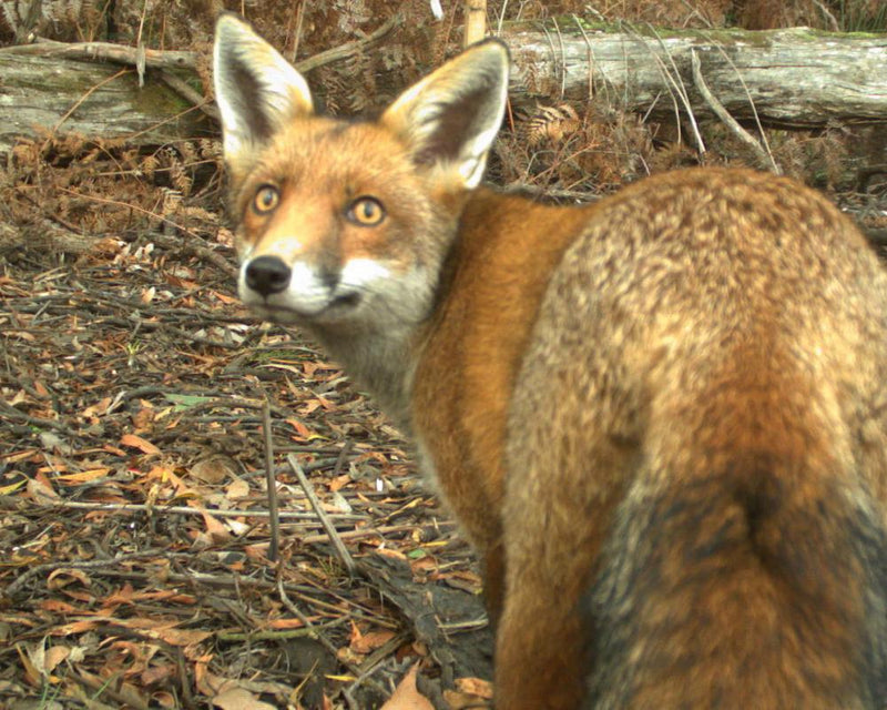 Australia's Fox Plan to Save Threatened Wildlife