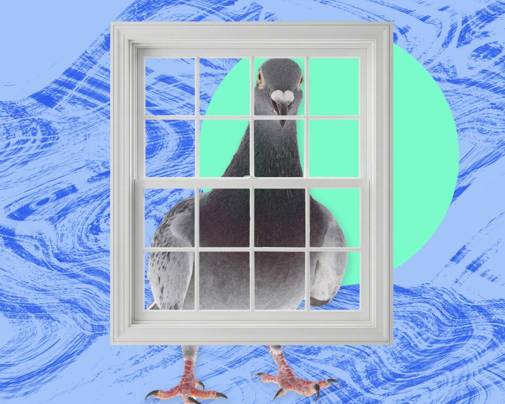The Relentless Pigeon That Ruined My Spring Holidays