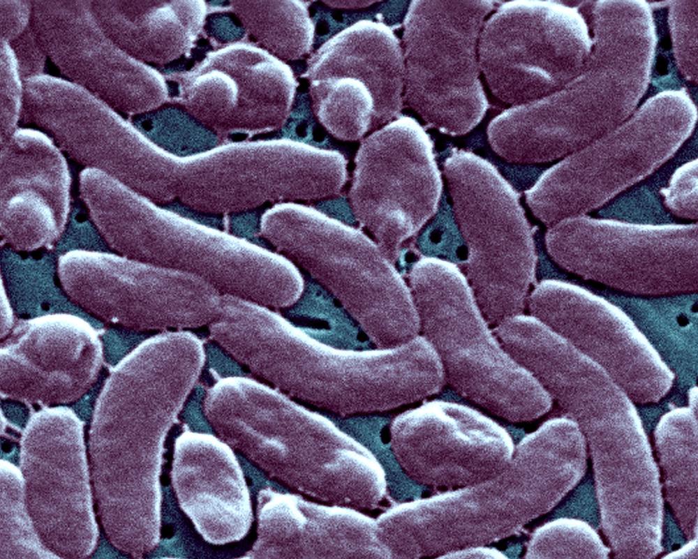Louisiana Warns Beachgoers of Flesh-Eating Bacteria Surge