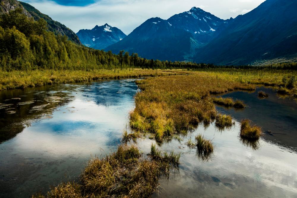Alaska Runner Uses Bear Spray to Survive Brutal Bear Attack