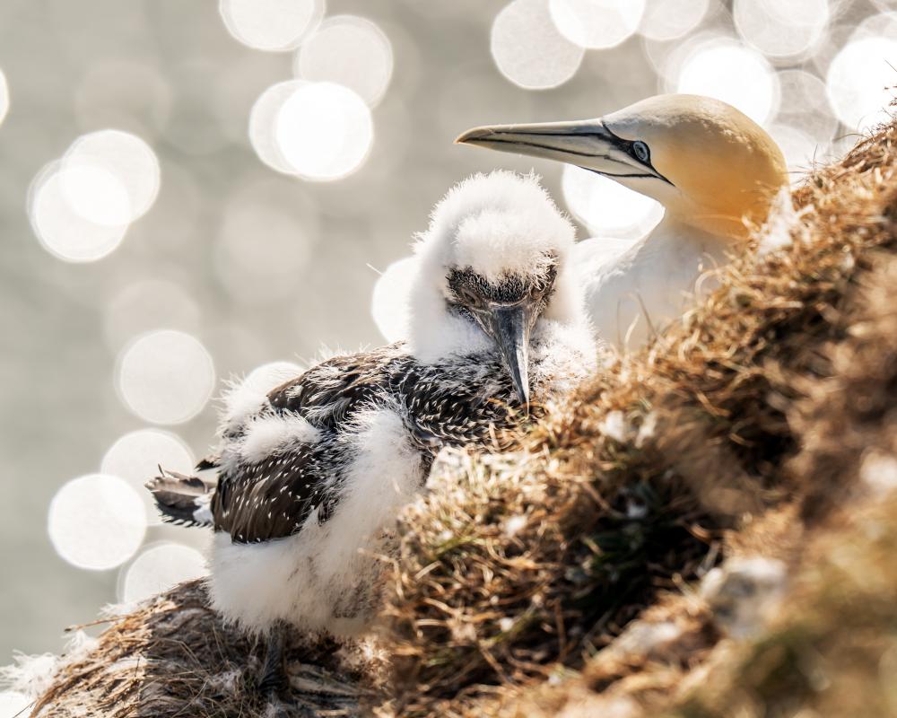 Local Communities as Wildlife Stewards: A Balanced Approach