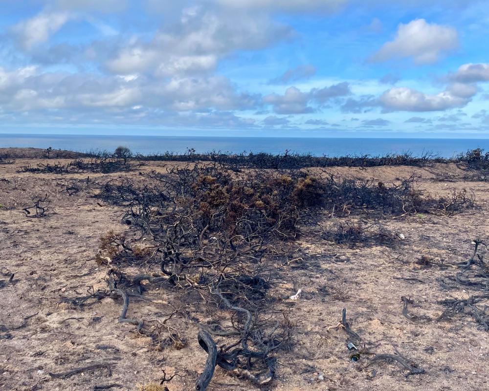Climate Crisis: How Nature Can Help Manage Storm Damage