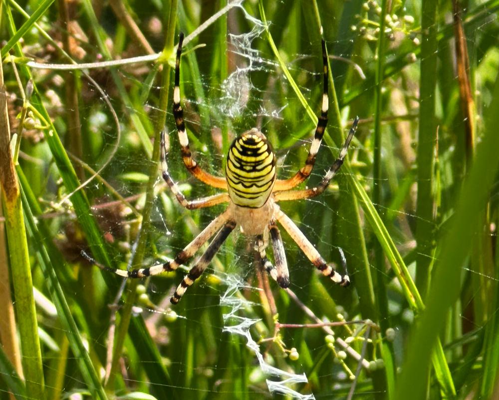 Wasp Spider in England: Climate Refugee Spotted in Cheshire