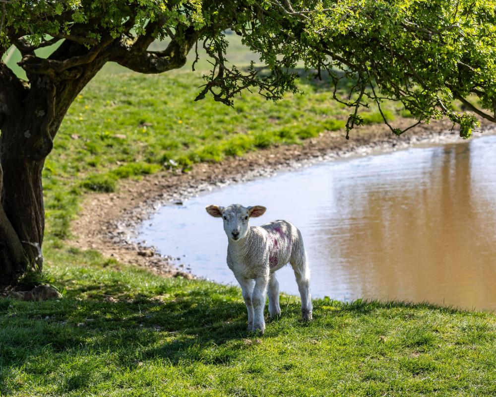 England's Brutal Summer Heat Devastates Farm Animals and Crops