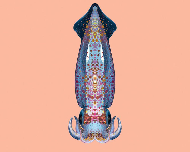 Neon Flying Squid: Ocean's Gliding Cephalopod Phenomenon