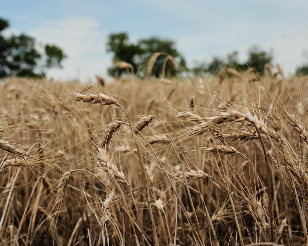 US Wheat Farmers Face Drought and Geopolitical Uncertainty