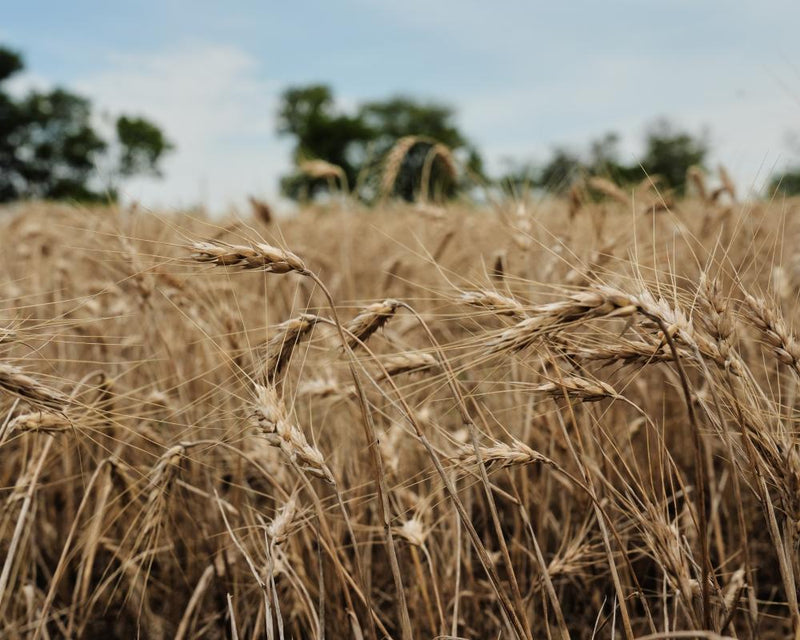 US Wheat Farmers Face Drought and Geopolitical Uncertainty