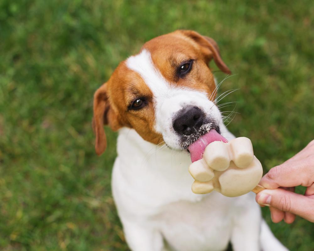 Summer Survival Tips: Treat Yourself Like a Beloved Dog and 6