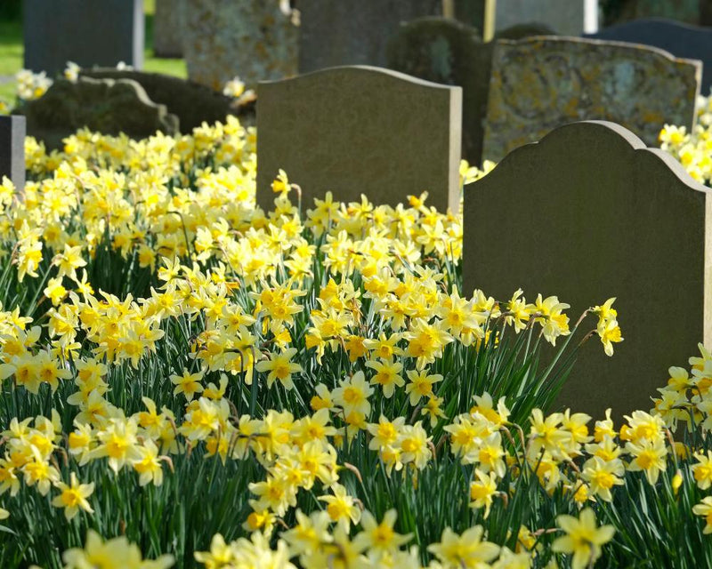 How to Support the Bereaved: Simple Words of Comfort That Help