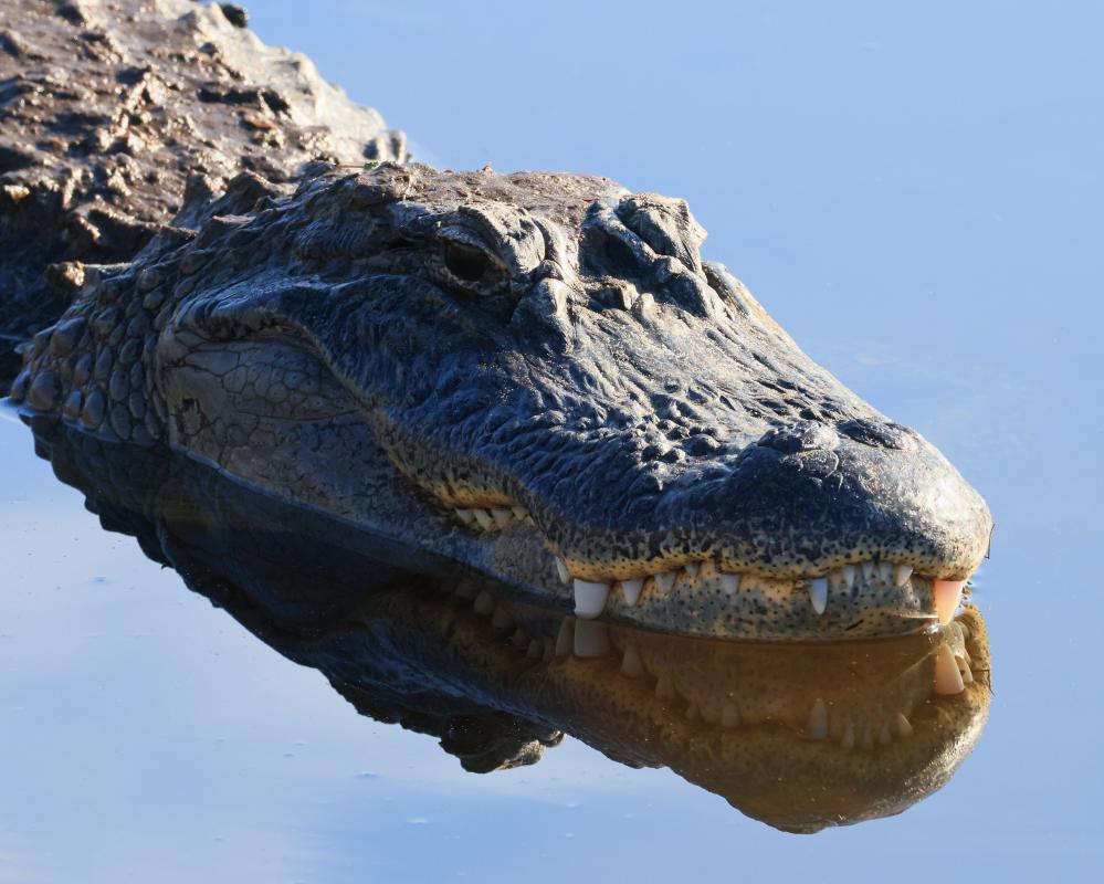 Florida Fisher Killed by 12ft Alligator in Rare Attack